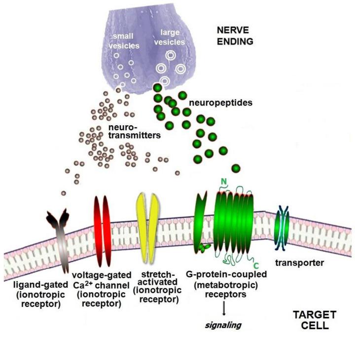 https://cdn.ncbi.nlm.nih.gov/pmc/blobs/f454/9266453/9eb9087f123b/ijms-23-06938-g001.jpg