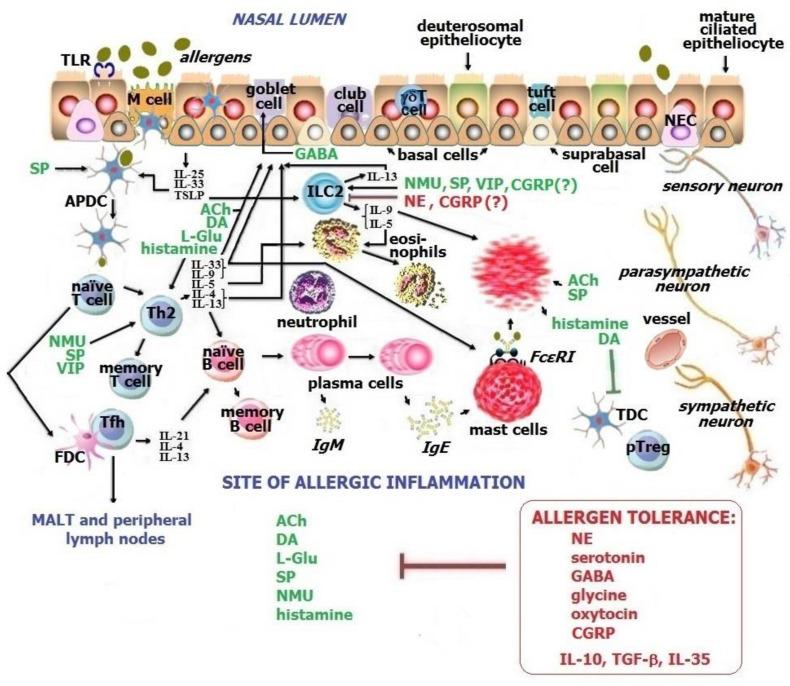 https://cdn.ncbi.nlm.nih.gov/pmc/blobs/f454/9266453/ed4e26f81e43/ijms-23-06938-g002.jpg