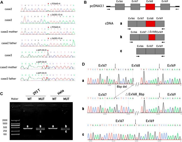 https://cdn.ncbi.nlm.nih.gov/pmc/blobs/f457/9907677/f7942b18caff/fgene-13-1064474-g002.jpg
