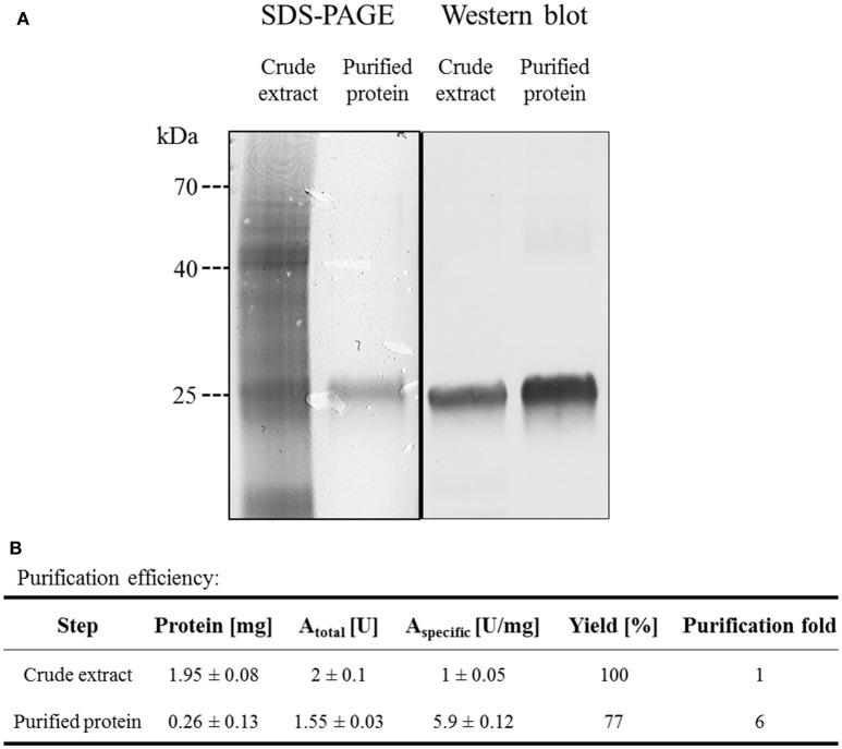 https://cdn.ncbi.nlm.nih.gov/pmc/blobs/f459/5605622/170e2b9dc1e8/fmicb-08-01777-g0004.jpg