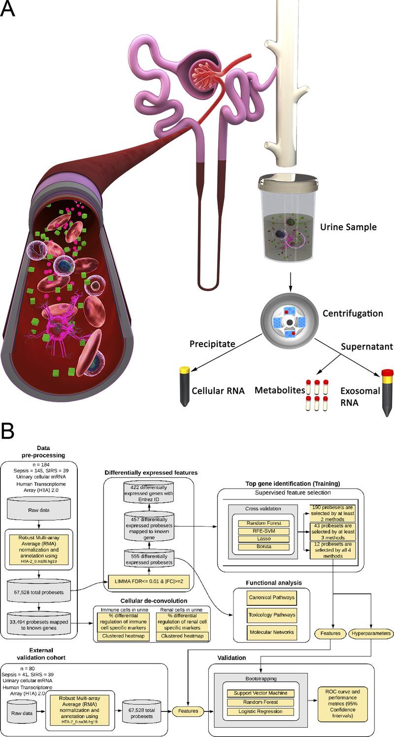 https://cdn.ncbi.nlm.nih.gov/pmc/blobs/f459/9415238/4a9d587679d0/shock-58-20-g001.jpg