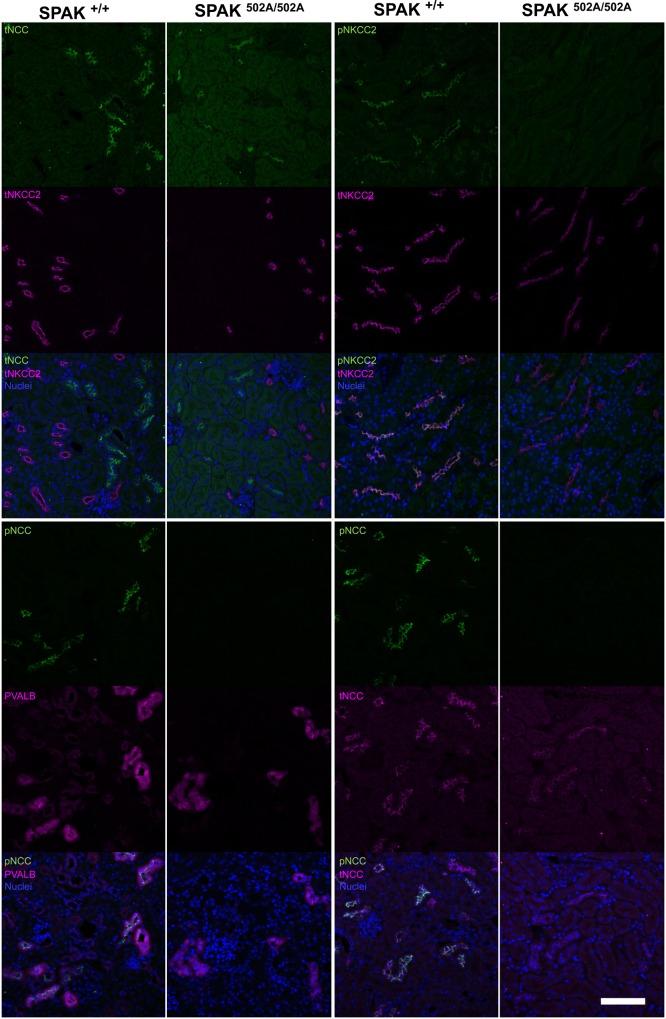 https://cdn.ncbi.nlm.nih.gov/pmc/blobs/f45a/4512625/d10e4acaaa8b/ddv18504.jpg
