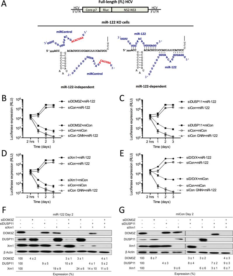 https://cdn.ncbi.nlm.nih.gov/pmc/blobs/f45c/6007490/73d45ff4295e/gky273fig10.jpg