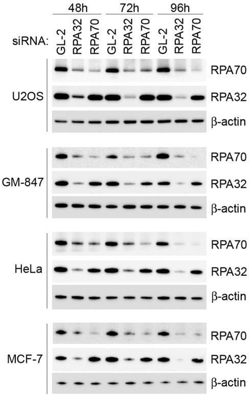 https://cdn.ncbi.nlm.nih.gov/pmc/blobs/f462/2175364/a189e5ba1f66/gkm738f2.jpg