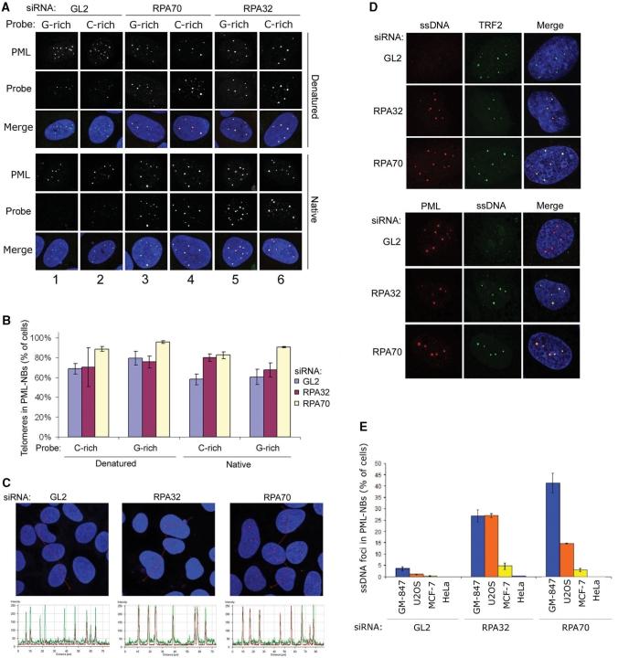 https://cdn.ncbi.nlm.nih.gov/pmc/blobs/f462/2175364/c0b5408d47e4/gkm738f5.jpg