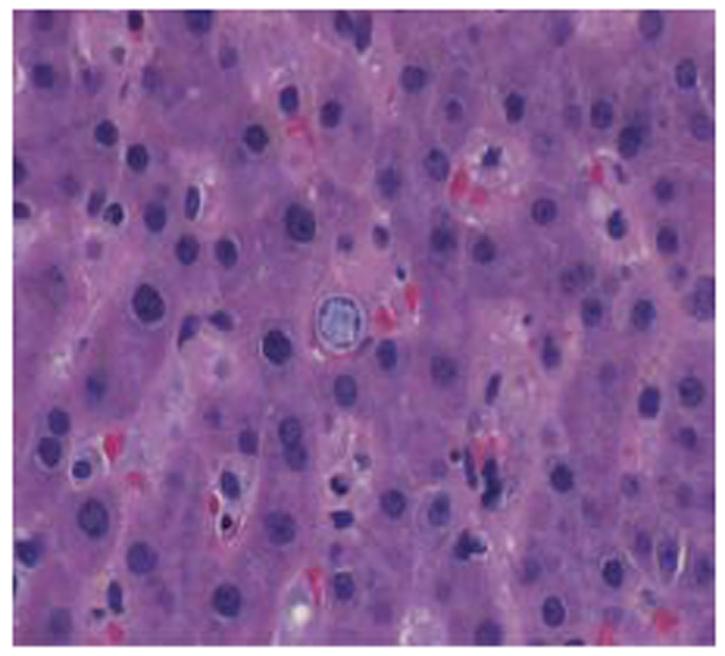 https://cdn.ncbi.nlm.nih.gov/pmc/blobs/f467/2997246/a68ed321a784/MJM-12-14-g004.jpg