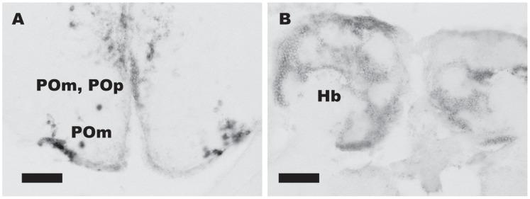 https://cdn.ncbi.nlm.nih.gov/pmc/blobs/f469/3636218/3f02646e55f5/pone.0062776.g002.jpg