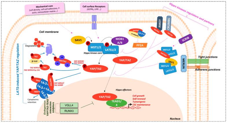 https://cdn.ncbi.nlm.nih.gov/pmc/blobs/f46c/9105983/0333cfa3edd3/cancers-14-02282-g001.jpg