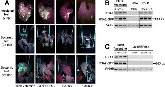 https://cdn.ncbi.nlm.nih.gov/pmc/blobs/f470/4163167/646ebe7fb0ac/12870_2014_232_Fig4_HTML.jpg
