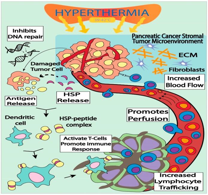 https://cdn.ncbi.nlm.nih.gov/pmc/blobs/f472/6316720/153ca075f186/cancers-10-00469-g001.jpg