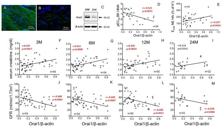 https://cdn.ncbi.nlm.nih.gov/pmc/blobs/f473/12249094/ea9a54124619/cells-14-01005-g006.jpg