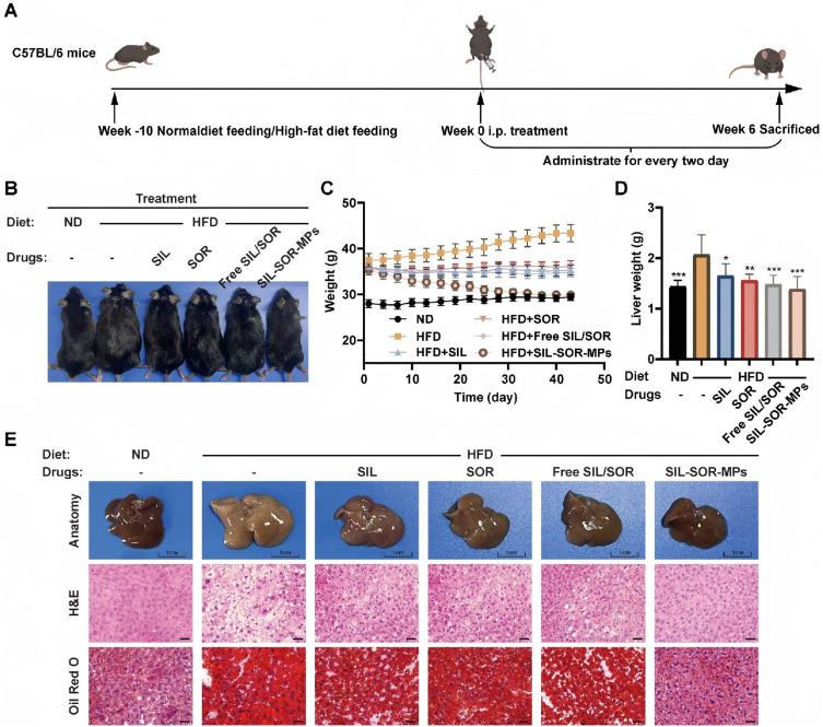 https://cdn.ncbi.nlm.nih.gov/pmc/blobs/f475/12132069/6f2fbf98f9e4/IJN-20-6949-g0005.jpg