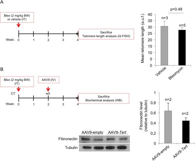 https://cdn.ncbi.nlm.nih.gov/pmc/blobs/f477/5818250/45fef32811ce/elife-31299-fig1-figsupp1.jpg