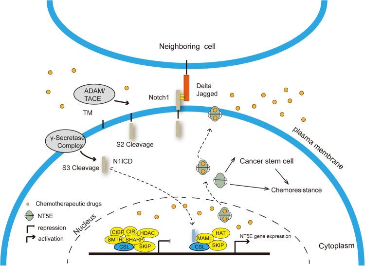 https://cdn.ncbi.nlm.nih.gov/pmc/blobs/f47d/10313677/632f8362bb11/41420_2023_1487_Fig5_HTML.jpg