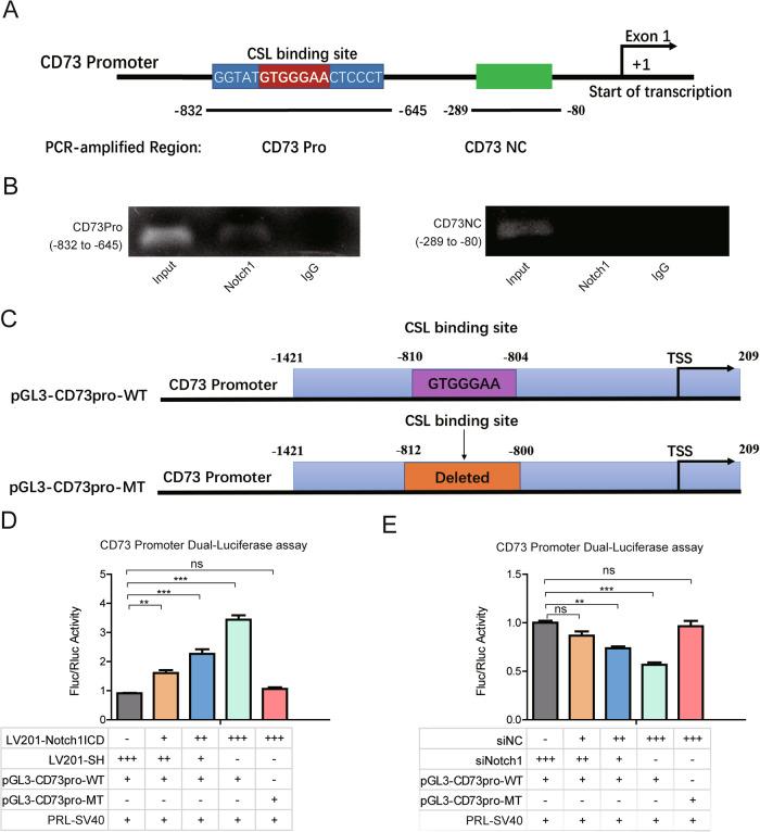 https://cdn.ncbi.nlm.nih.gov/pmc/blobs/f47d/10313677/93e35916f272/41420_2023_1487_Fig3_HTML.jpg