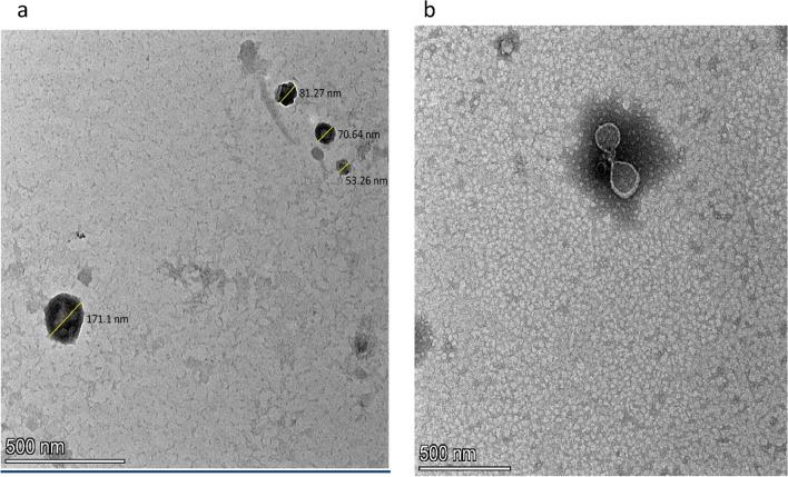 https://cdn.ncbi.nlm.nih.gov/pmc/blobs/f47e/10897325/d3d6c4ed8755/41598_2024_55114_Fig3_HTML.jpg