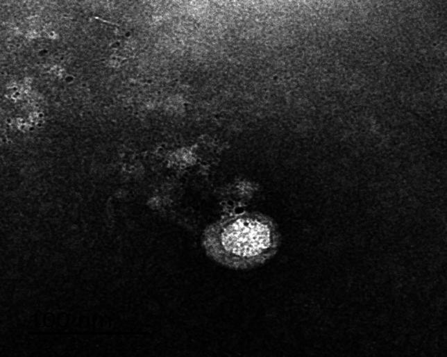 https://cdn.ncbi.nlm.nih.gov/pmc/blobs/f47e/10897325/e8e9194d2fad/41598_2024_55114_Fig1_HTML.jpg
