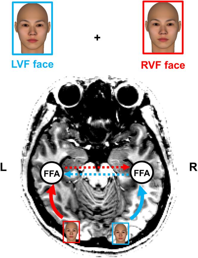 https://cdn.ncbi.nlm.nih.gov/pmc/blobs/f47f/7268038/9b3e6e3f9a58/HBM-41-1754-g001.jpg