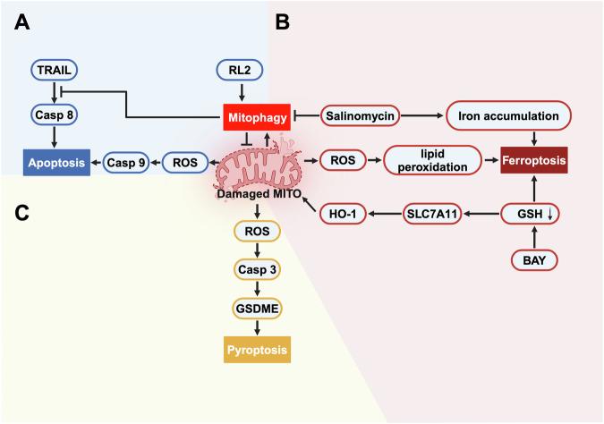 https://cdn.ncbi.nlm.nih.gov/pmc/blobs/f484/11522701/5a1cc7003b2f/41420_2024_2226_Fig2_HTML.jpg