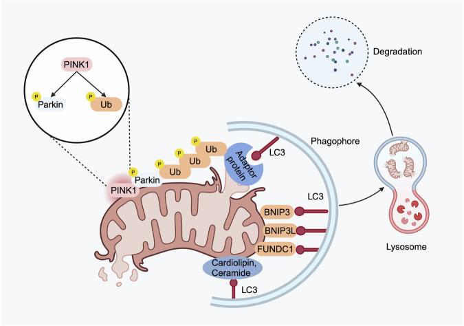 https://cdn.ncbi.nlm.nih.gov/pmc/blobs/f484/11522701/84ae4d094e89/41420_2024_2226_Fig1_HTML.jpg