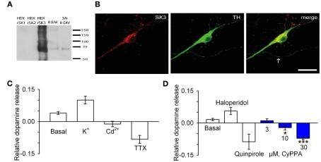 https://cdn.ncbi.nlm.nih.gov/pmc/blobs/f484/3278045/584be2ea61dd/fphar-03-00011-g005.jpg