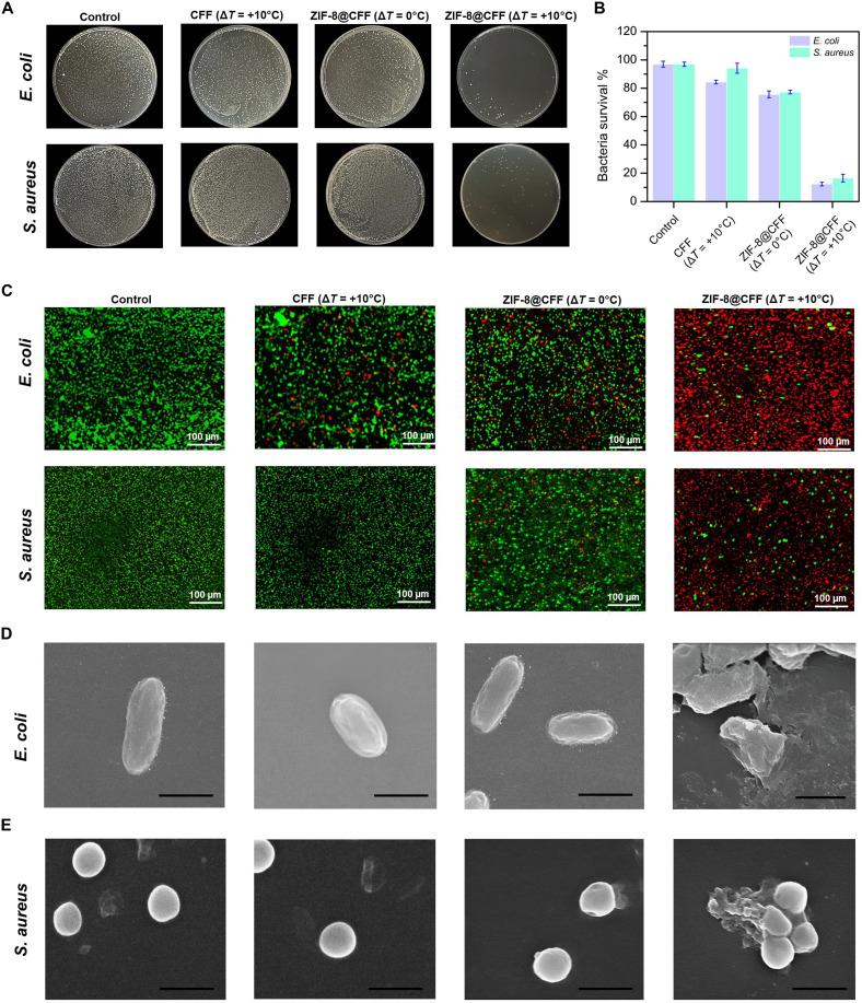 https://cdn.ncbi.nlm.nih.gov/pmc/blobs/f485/11708883/06e57842e998/sciadv.ads4711-f6.jpg