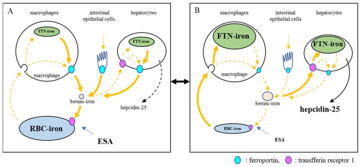 https://cdn.ncbi.nlm.nih.gov/pmc/blobs/f48a/10531220/1e2be1402475/ijms-24-13779-g007.jpg
