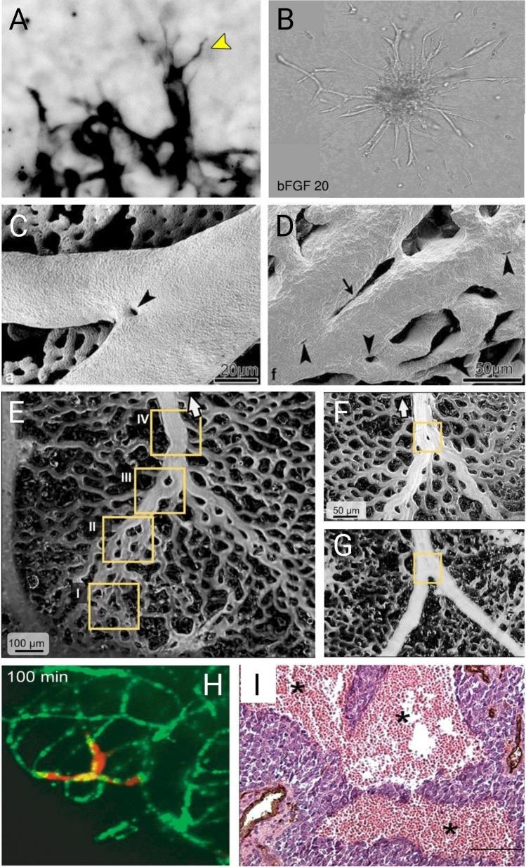 https://cdn.ncbi.nlm.nih.gov/pmc/blobs/f48d/10329089/4cab451a6a8a/10456_2023_9876_Fig2_HTML.jpg