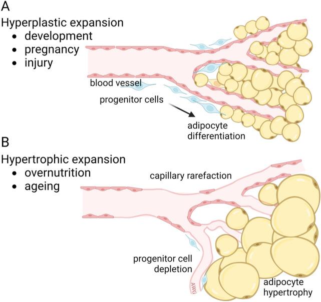 https://cdn.ncbi.nlm.nih.gov/pmc/blobs/f48d/10329089/a7d59a4ec499/10456_2023_9876_Fig6_HTML.jpg