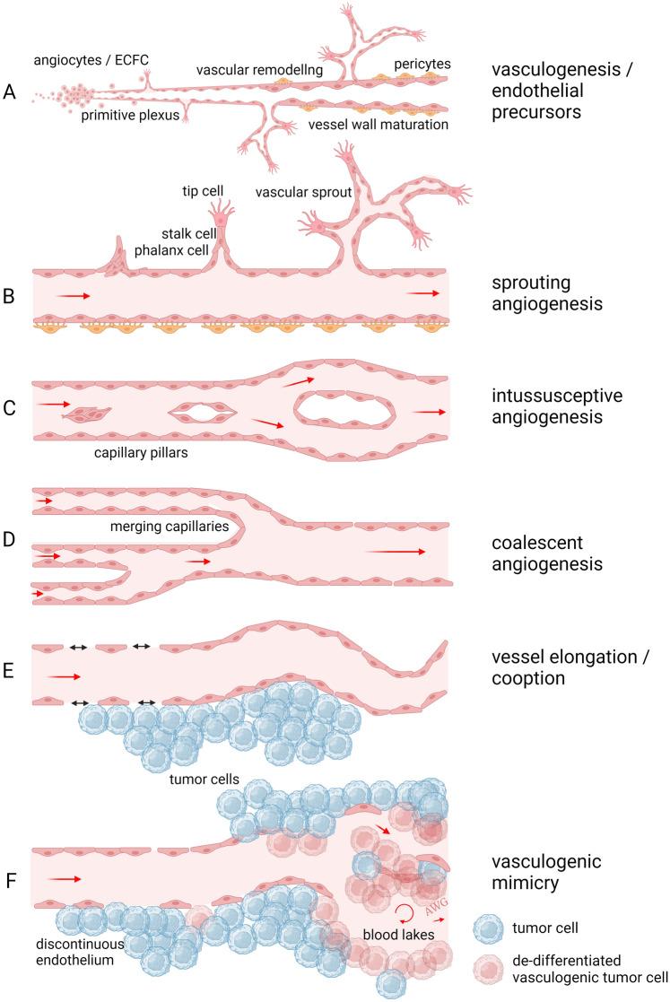 https://cdn.ncbi.nlm.nih.gov/pmc/blobs/f48d/10329089/c9295a9d4a41/10456_2023_9876_Fig1_HTML.jpg