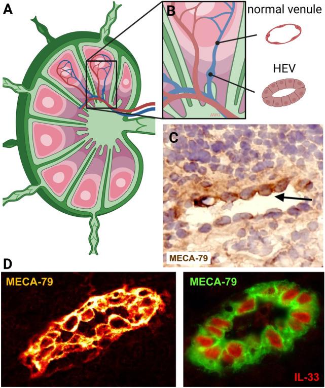 https://cdn.ncbi.nlm.nih.gov/pmc/blobs/f48d/10329089/ea7b79678e56/10456_2023_9876_Fig9_HTML.jpg
