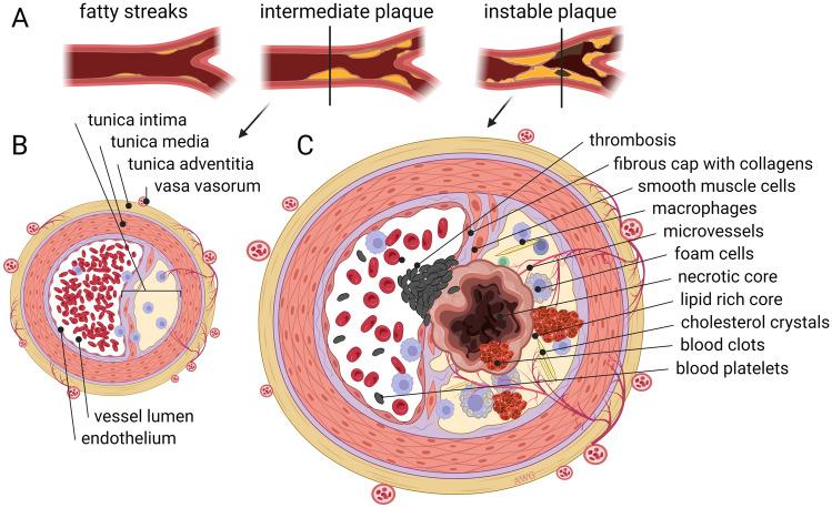 https://cdn.ncbi.nlm.nih.gov/pmc/blobs/f48d/10329089/f185d11cc126/10456_2023_9876_Fig4_HTML.jpg