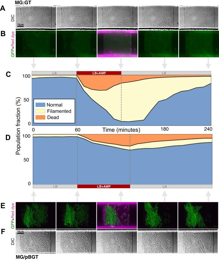 https://cdn.ncbi.nlm.nih.gov/pmc/blobs/f494/10960800/b6af07598fa4/41467_2024_45045_Fig5_HTML.jpg