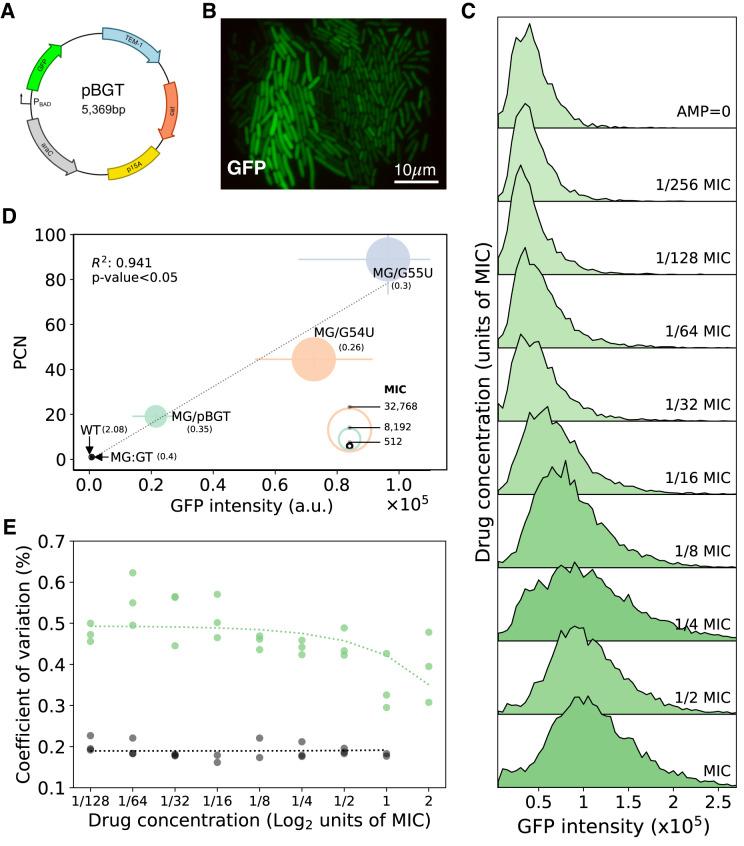 https://cdn.ncbi.nlm.nih.gov/pmc/blobs/f494/10960800/faa81df46e78/41467_2024_45045_Fig2_HTML.jpg