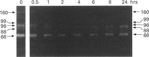 https://cdn.ncbi.nlm.nih.gov/pmc/blobs/f494/1909334/6e64fd36aea3/brjpharm00093-0085-a.jpg