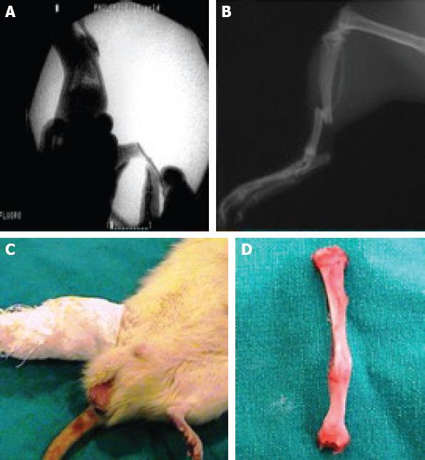 https://cdn.ncbi.nlm.nih.gov/pmc/blobs/f494/7881430/70933f76cb13/NCI-8-8-g002.jpg