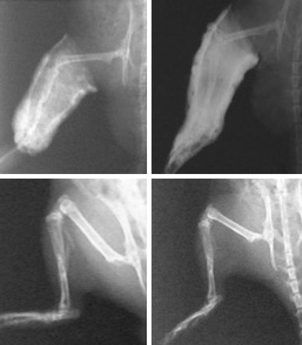 https://cdn.ncbi.nlm.nih.gov/pmc/blobs/f494/7881430/7a690c6d0b17/NCI-8-8-g004.jpg