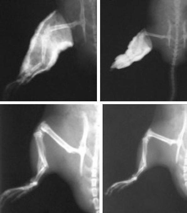 https://cdn.ncbi.nlm.nih.gov/pmc/blobs/f494/7881430/9bd3fd666834/NCI-8-8-g003.jpg