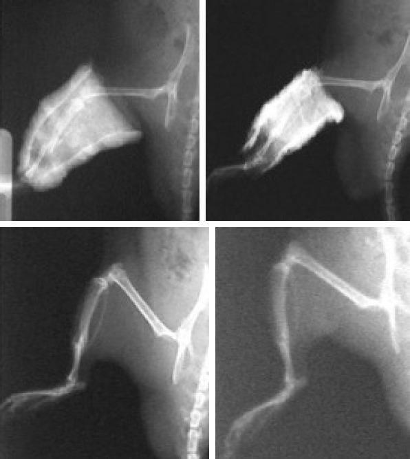 https://cdn.ncbi.nlm.nih.gov/pmc/blobs/f494/7881430/d46f763a793e/NCI-8-8-g005.jpg
