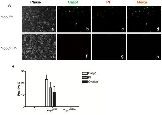 https://cdn.ncbi.nlm.nih.gov/pmc/blobs/f499/3338577/2465187ef49d/pone.0036019.g006.jpg