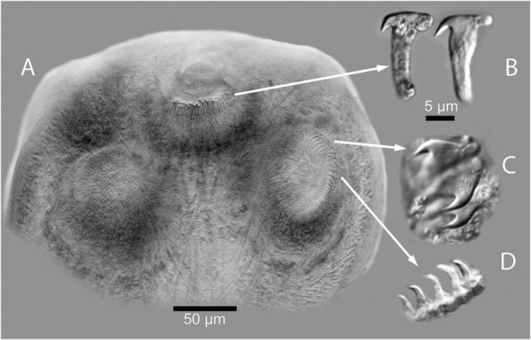 https://cdn.ncbi.nlm.nih.gov/pmc/blobs/f49d/12089451/edb7b27c9c59/S0031182025000083_fig3.jpg