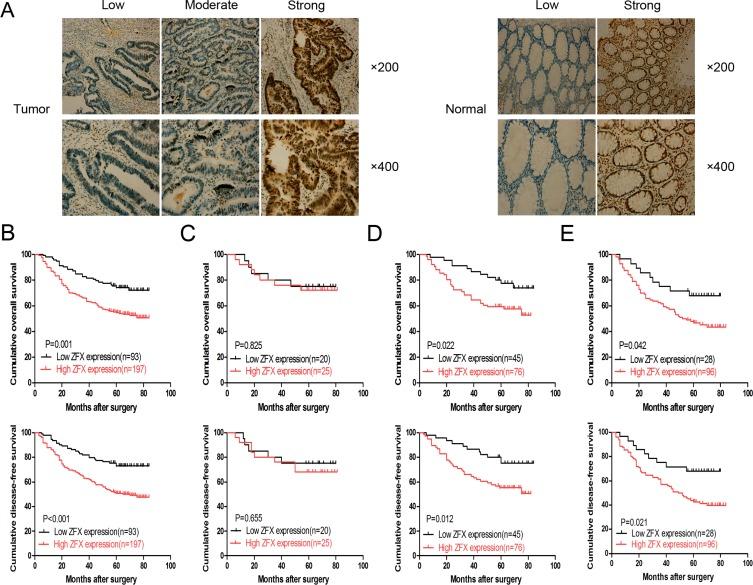 https://cdn.ncbi.nlm.nih.gov/pmc/blobs/f49d/4991411/2b73093ec4f5/oncotarget-07-19680-g001.jpg