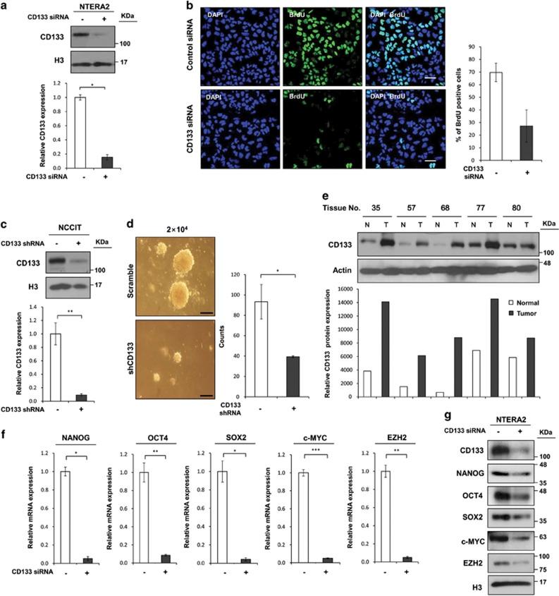 https://cdn.ncbi.nlm.nih.gov/pmc/blobs/f49e/4670923/48f9ef1cd042/cddis2015313f5.jpg