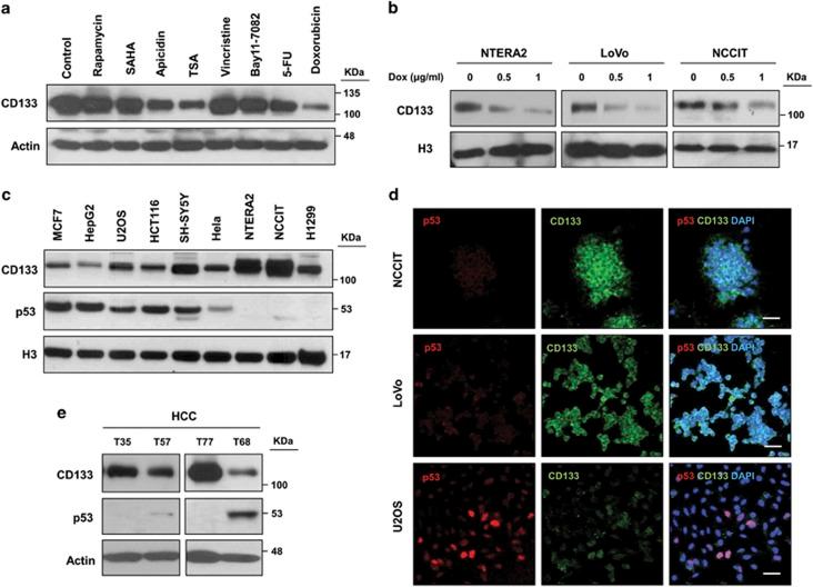 https://cdn.ncbi.nlm.nih.gov/pmc/blobs/f49e/4670923/5a648c1a72a8/cddis2015313f1.jpg