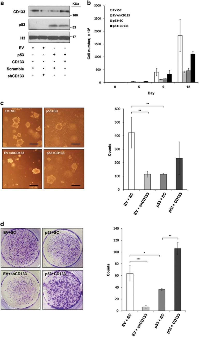 https://cdn.ncbi.nlm.nih.gov/pmc/blobs/f49e/4670923/c18f3761d3a7/cddis2015313f6.jpg