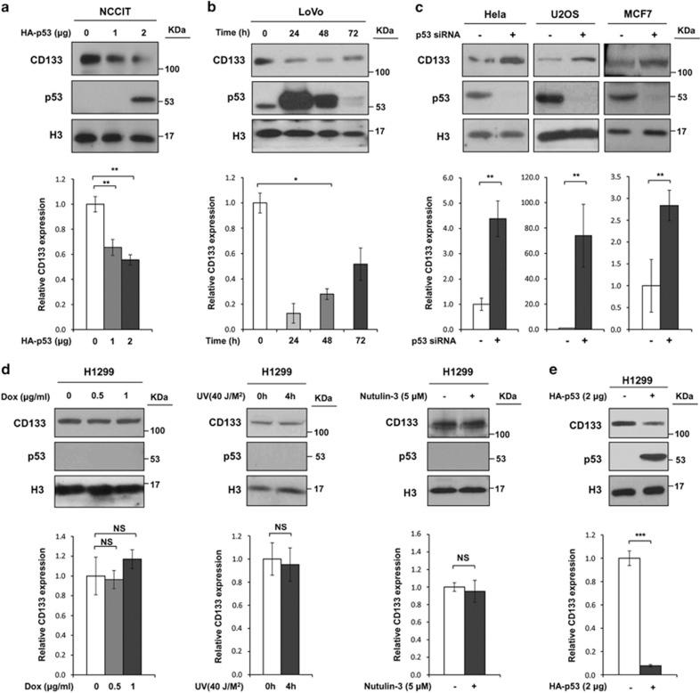 https://cdn.ncbi.nlm.nih.gov/pmc/blobs/f49e/4670923/faf8ca8f7935/cddis2015313f3.jpg