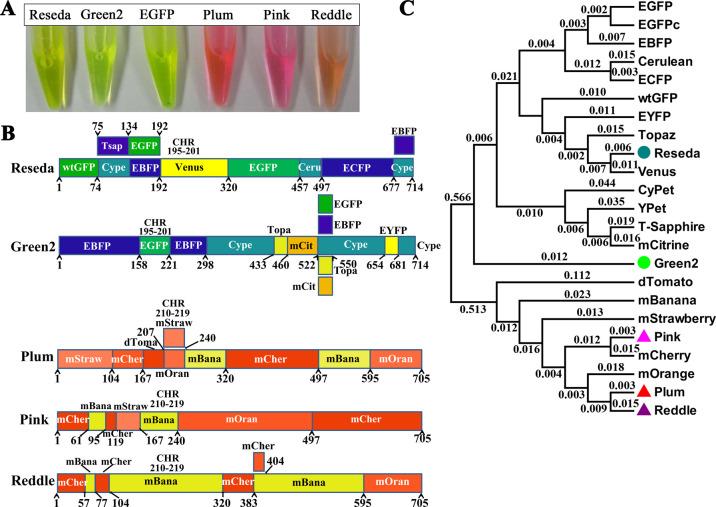 https://cdn.ncbi.nlm.nih.gov/pmc/blobs/f49f/7860096/2396dae11a86/ao0c05299_0003.jpg