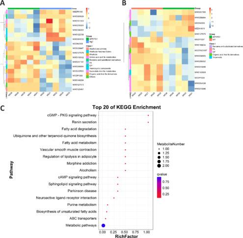 https://cdn.ncbi.nlm.nih.gov/pmc/blobs/f4a0/11034594/8eee23646d61/NRR-19-2281-g007.jpg