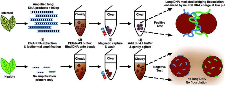 https://cdn.ncbi.nlm.nih.gov/pmc/blobs/f4a0/6702891/cd1246da531a/fmicb-10-01889-g002.jpg