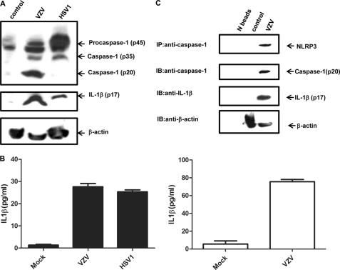 https://cdn.ncbi.nlm.nih.gov/pmc/blobs/f4a1/3093867/6891869c04c8/zbc0231160710004.jpg